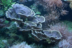 Killikus&reg; Fotographie